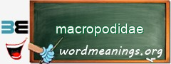 WordMeaning blackboard for macropodidae